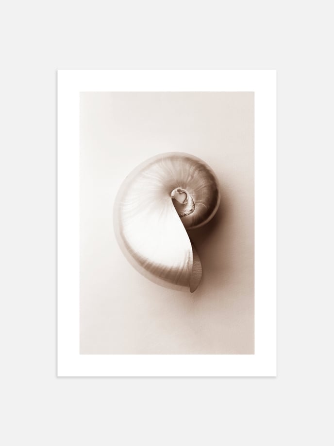 Pale Sea Shells Poster
