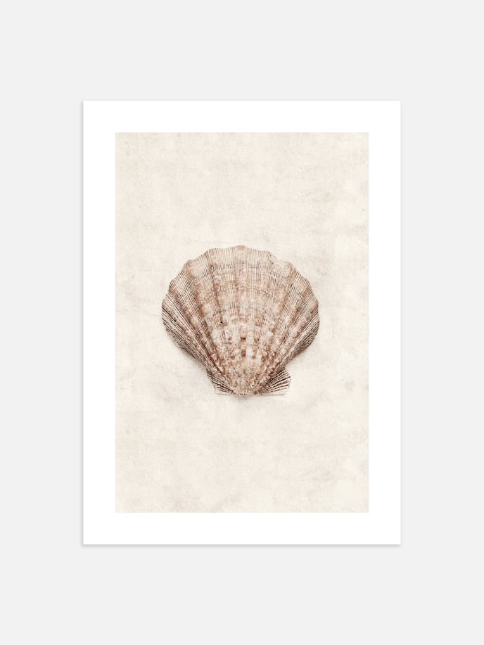 Scallop Shell Poster