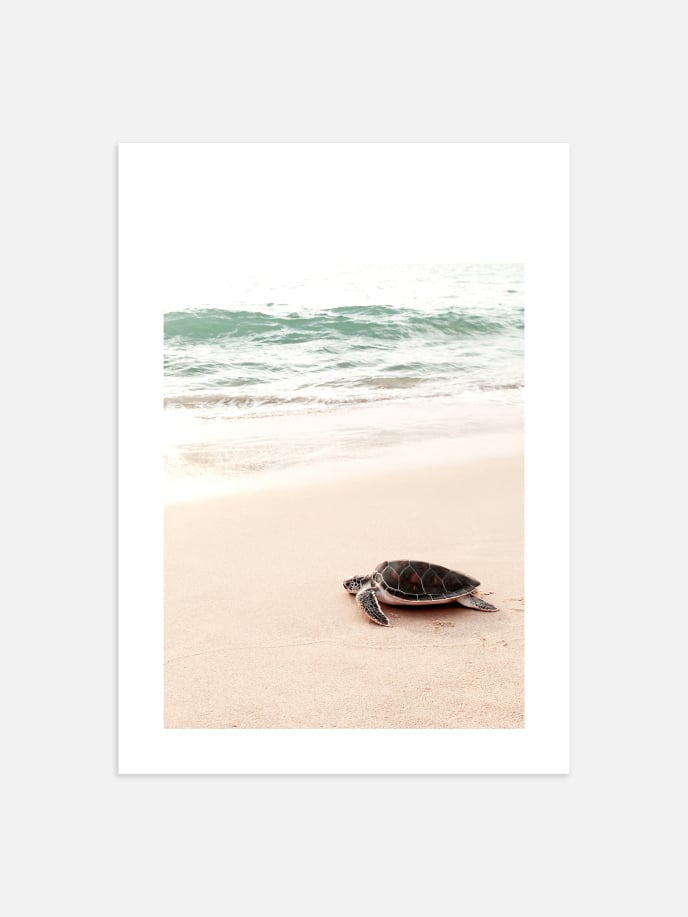 Sunrise Turtle Poster