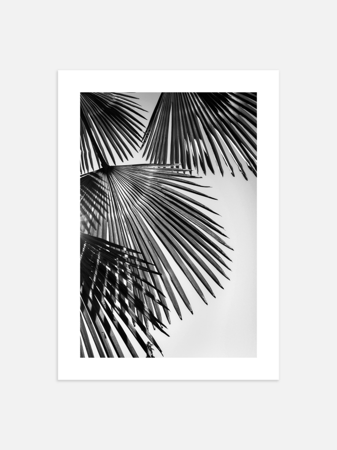 Black Palm Tree Plakat