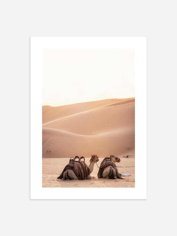 Sunset Camels Poster