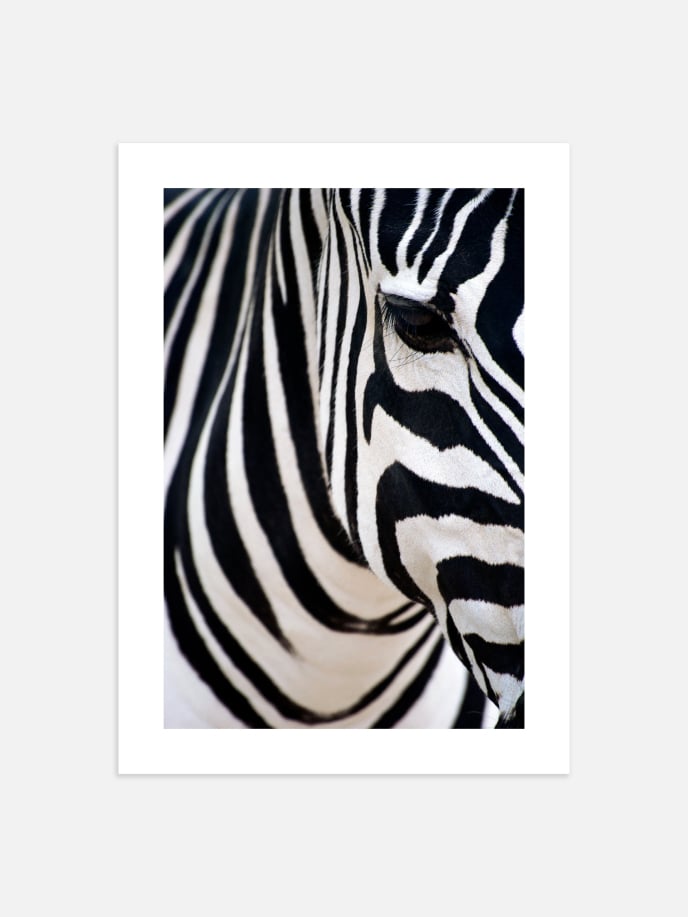 Zebra Head Plakat
