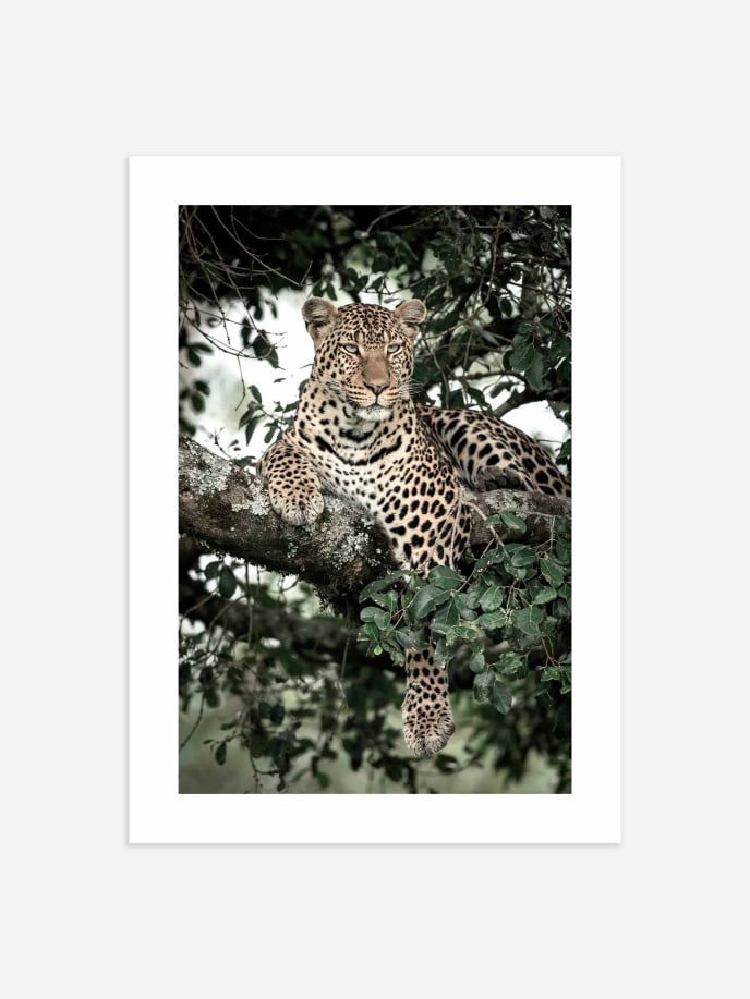 Relaxing Leopard Poster