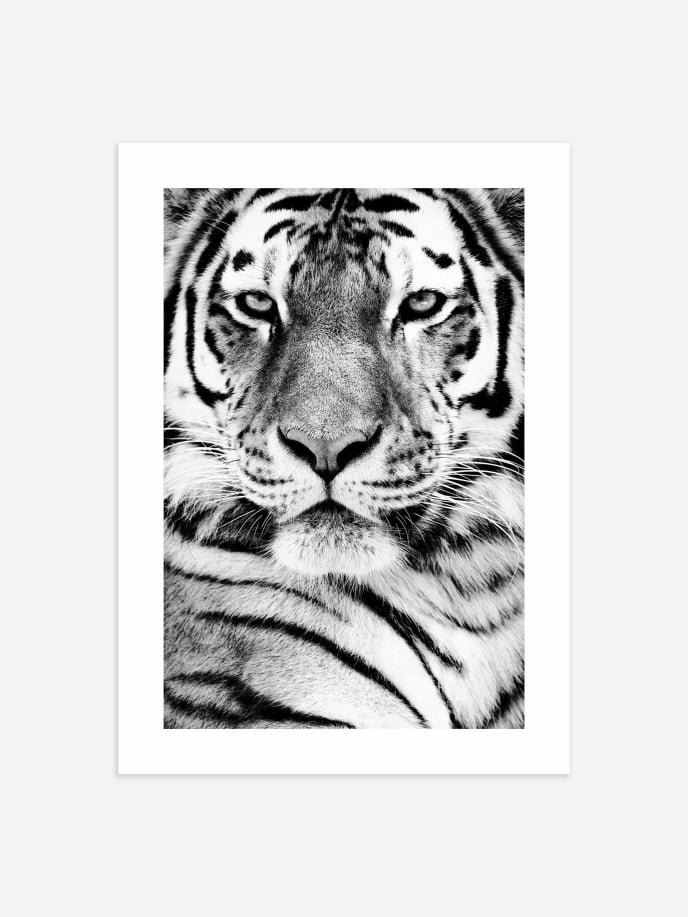 Siberian Tiger Plakat