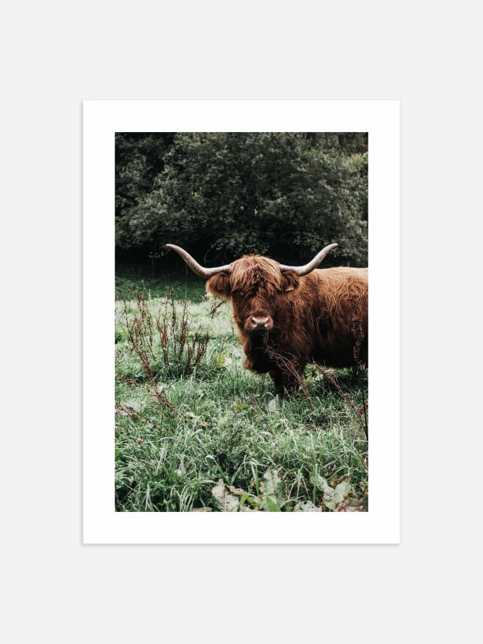 Cow in the Grass Poster