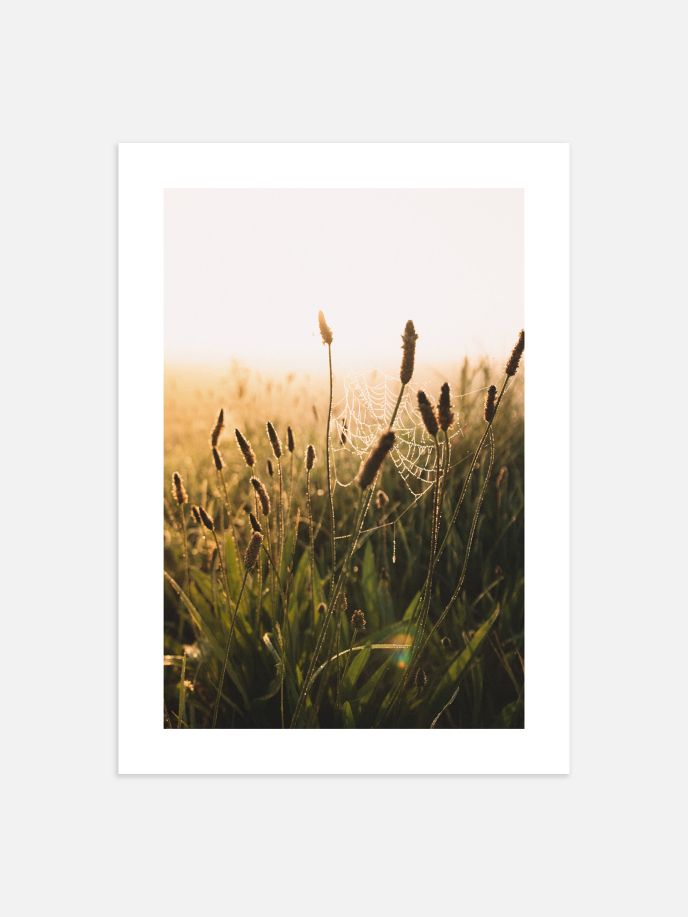 Sunset Grass Póster