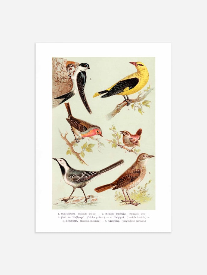 Vintage Birds Plakat