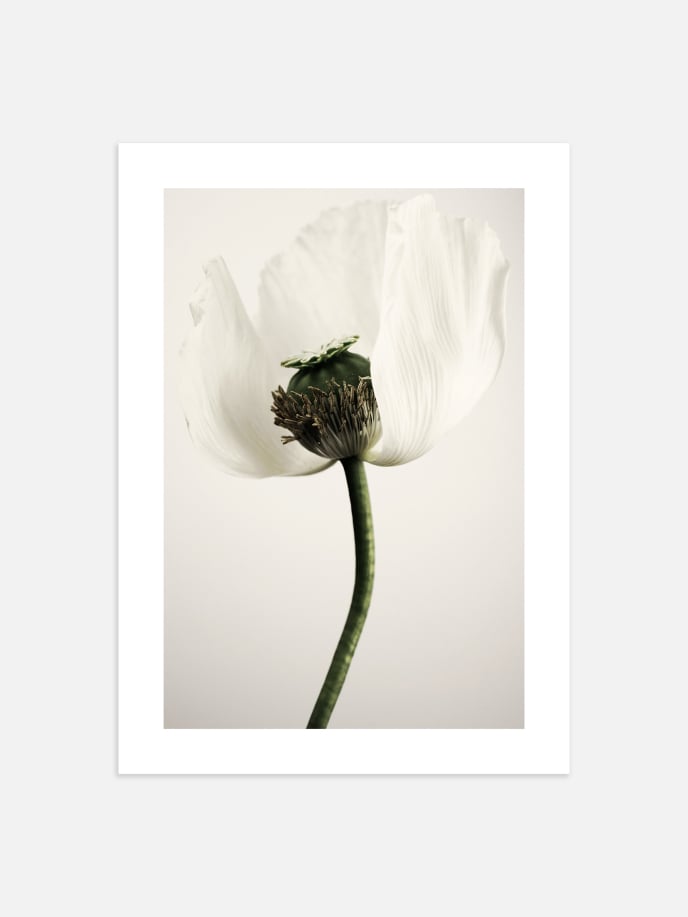 White Poppy Poster