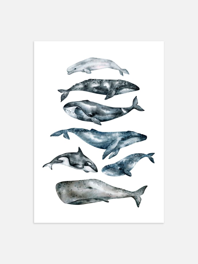 Whales Plakat