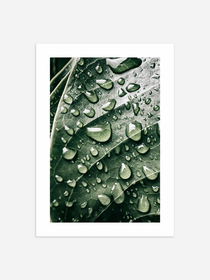 Leaf Waterdrops Poster