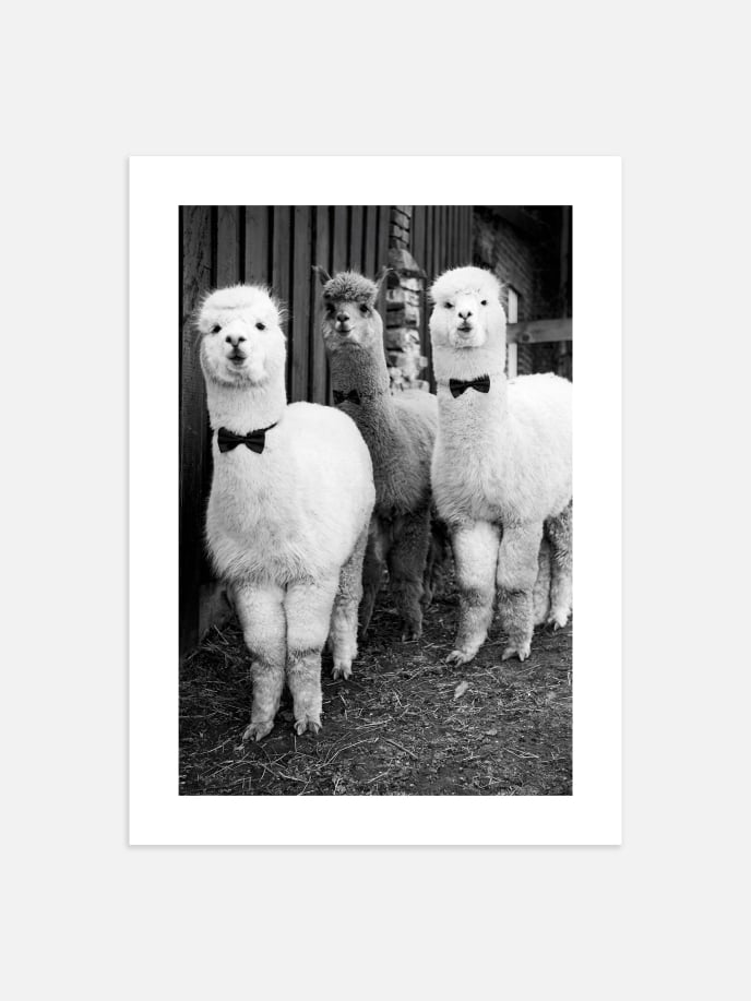 Alpaca Party Poster