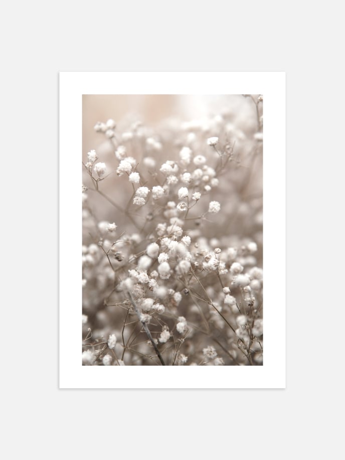 Dried Baby’s Breath Poster