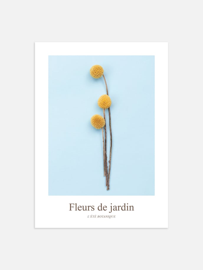 Fleurs de Jardin, Craspedias Jaunes Poster