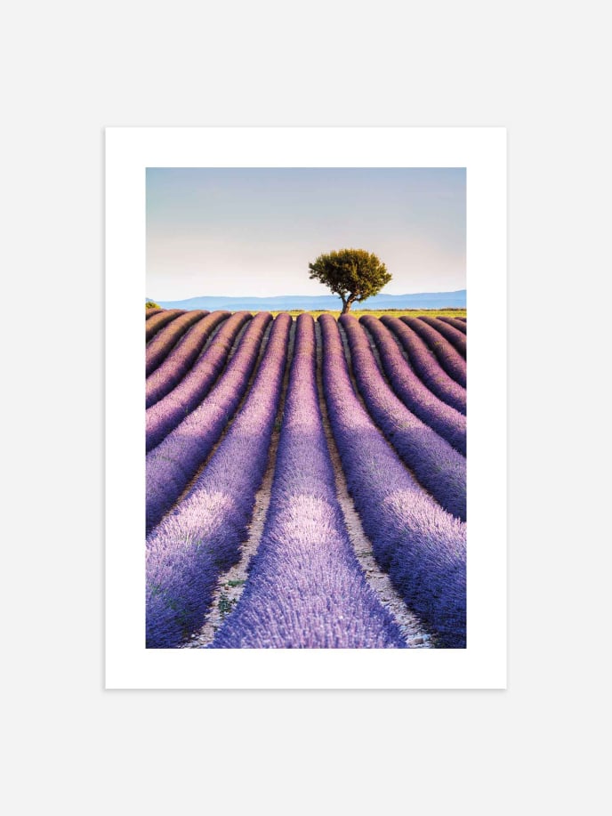 Lavender in Provence Póster