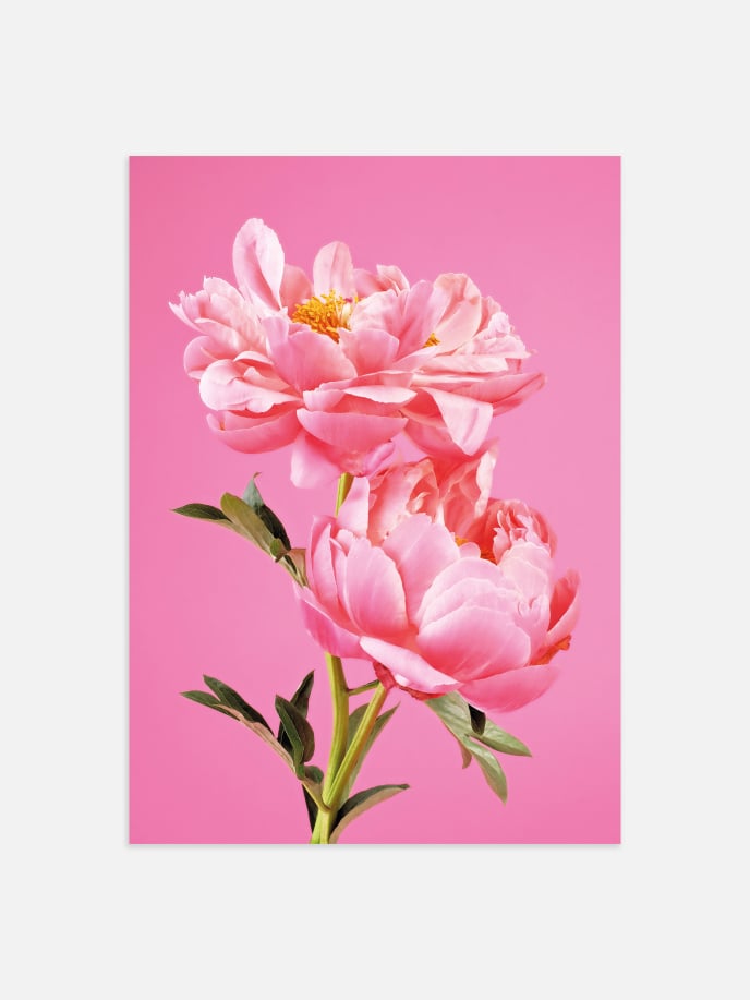 Two Pink Peonies Poster