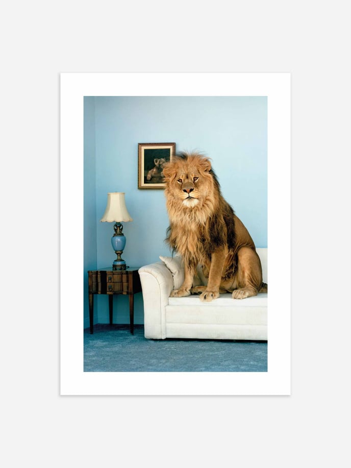 Cozy Lion Poster