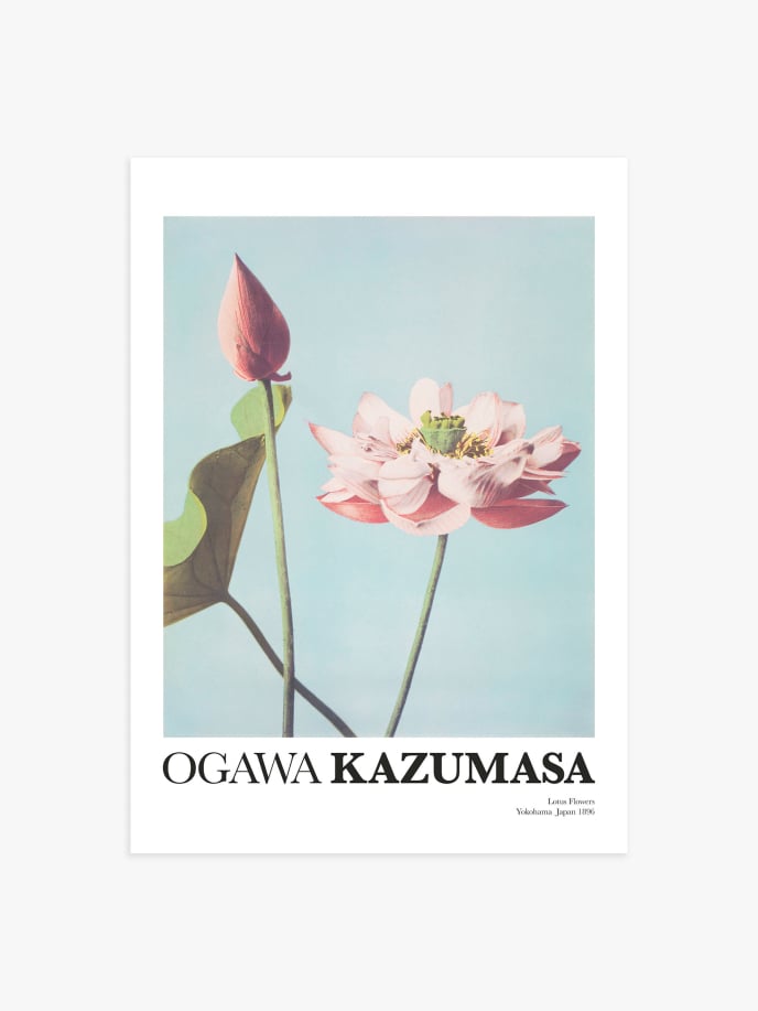 Lotus Flowers by Ogawa Kazumasa Plakat