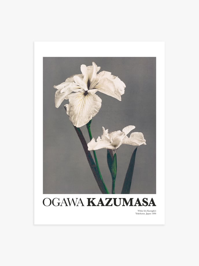 White Iris Kæmpferi by Ogawa Kazumasa Plakat