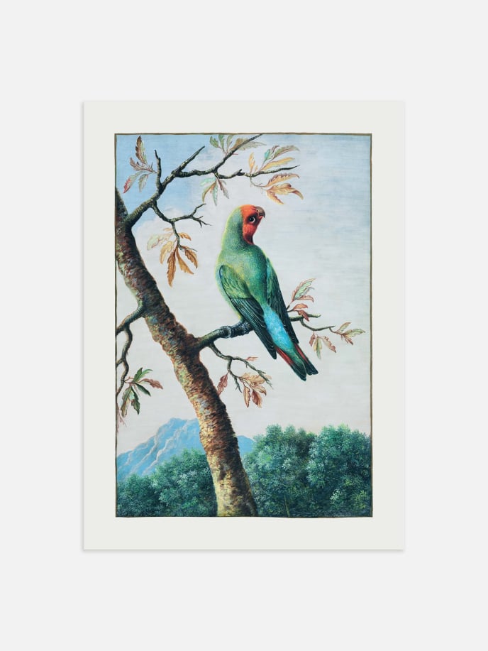 Parrot in the Jungle Juliste