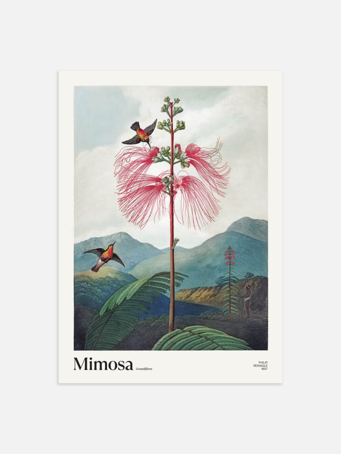 Mimosa Grandiflora Poster