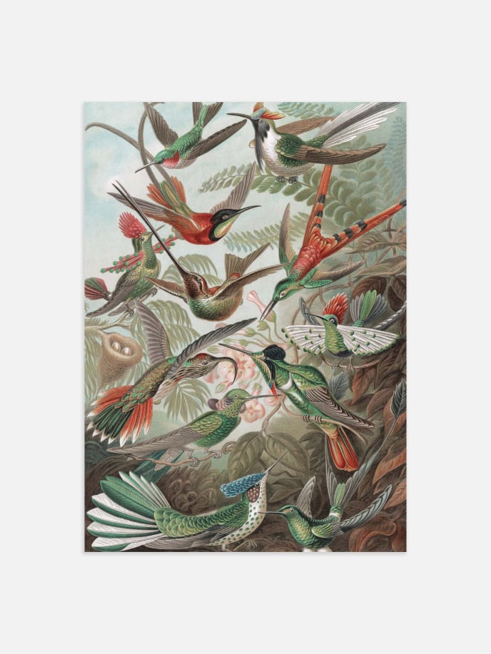 Hummingbirds Poster