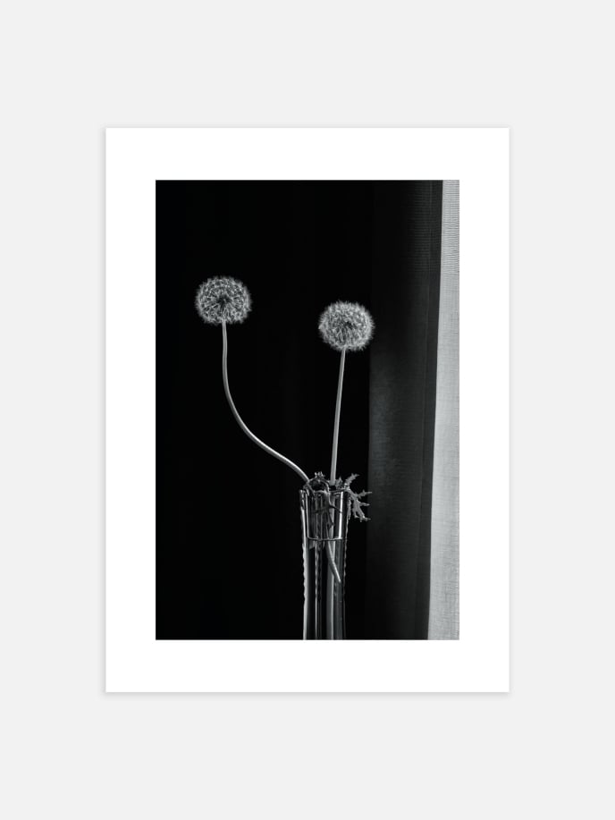 Two Dandelions Poster