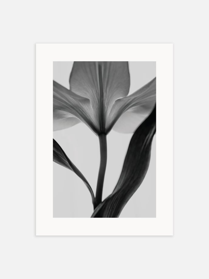 Tulip Silhouette Póster